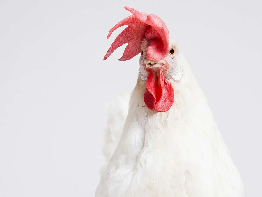 Dónde comprar los mejores accesorios de asadores de pollo Dónde comprar los mejores accesorios de asadores de pollo