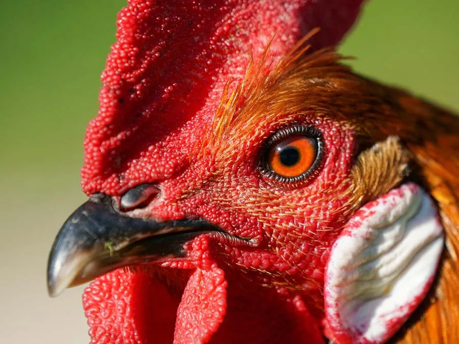 Todo lo que necesitas saber sobre el origen del pollo a l’ast Todo lo que necesitas saber sobre el origen del pollo a l’ast