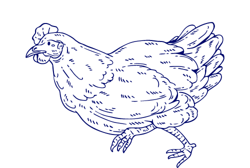 pollo-2